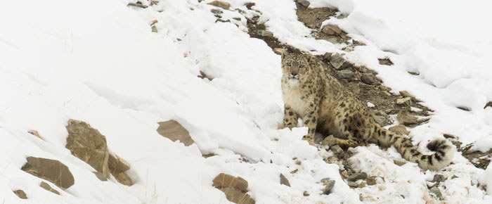 snow leopard